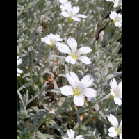 Cerastium Grandiflorum (fam. Caryophyllacees) (Balkans, Caucase) (3)
